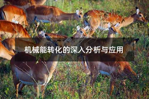 机械能转化的深入分析与应用