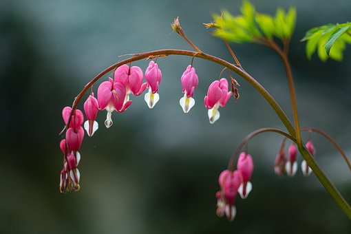 古诗教学如何直抵人心:一堂《九月九日忆山东兄弟》的深度重构