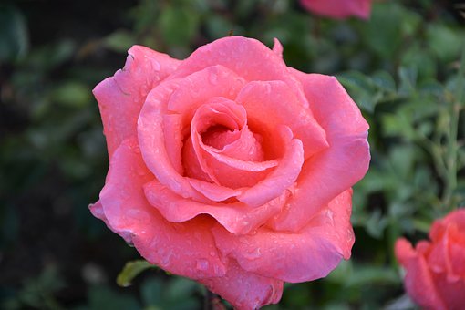 年少不知乡愁为何