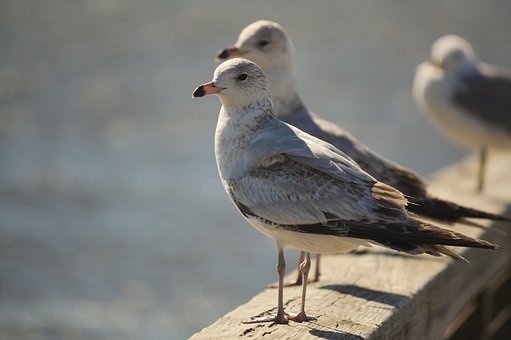 ��ߺ������̵���Ҫ�����Ǽ�ͥ����