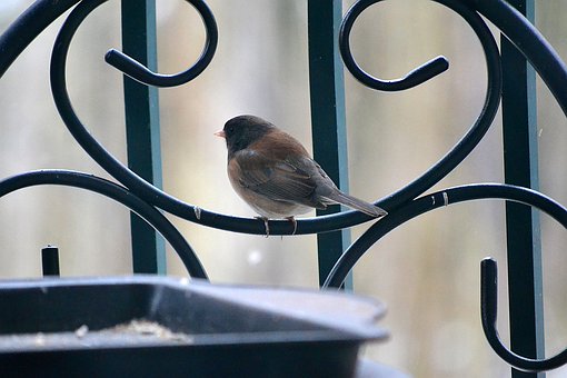 �й��ҳ��������� ����Ů������������ں�