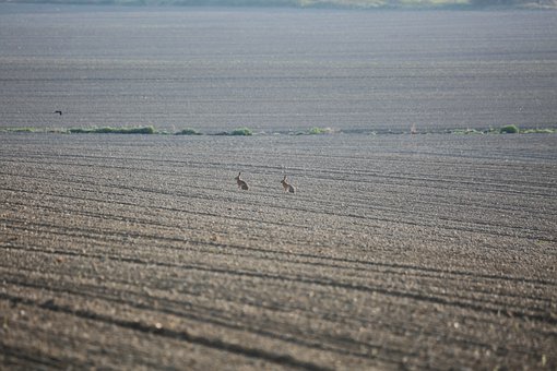 �ɶ���Сѧ���������������Ϸ���������ȫ��