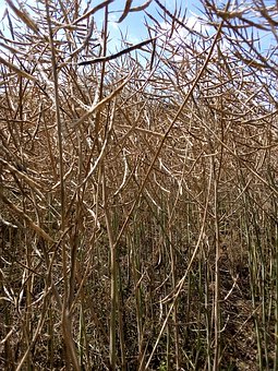 �������ǲ����ź��Ա� ��Ҫ��4��ԭ�������